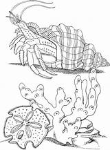 Crab Coloring Hermit Pages Printable Print Seabed Crabs Kids Color Sheets Colouring Cancer River Clipart Fish Nature Summer Peony Bottom sketch template