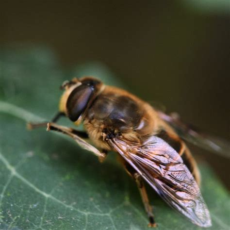 drone bee  karin van ham drone bee bee insect photography