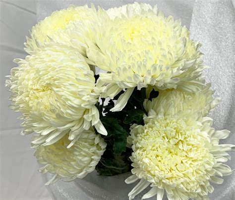 commercial mum white disbudsmums chrysanthemum flowers  category sierra flower finder