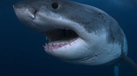 happy shark week   memorable  screen sharks