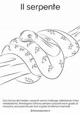 Letargo Serpente Vanno Pianetabambini Disegnare Articolo sketch template