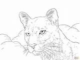 Coloring Cougar Puma Pages Printable Florida Panther Lion Mountain Portrait State Color Drawing Animal Print Panthers Getdrawings Getcolorings Template Designlooter sketch template
