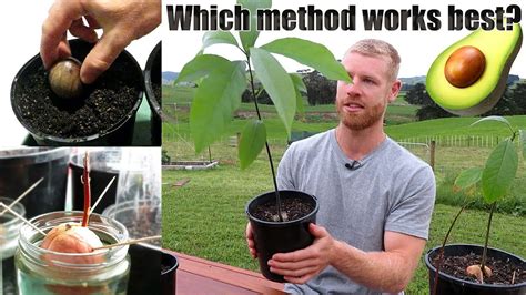 The Best Way To Grow Avocado From Seed 0 5 Months Of Growth Grow