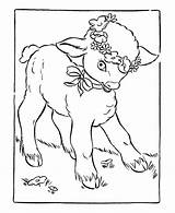 Lamb Lambs Agneau Animaux Paskah Colorier Mewarna Coloriage Dxf Coloriages Coloringhome sketch template