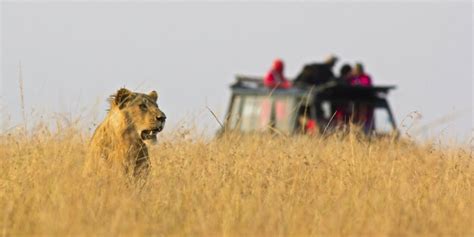 tips       planning  safari