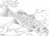 Bass Coloring Pages Getcolorings Printable Getdrawings Color sketch template