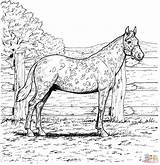 Horse Coloring Pages Printable Appaloosa Spotted Realistic Leopard Palomino Print Horses Coat Wild Animals Clipart Color Adults Book Cute Farm sketch template