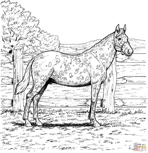 appaloosa horse coloring page  printable coloring pages horse