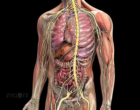 Zygote 3d Male Nervous System Model Human