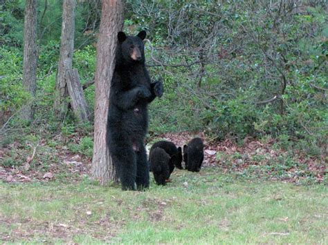 Mama Bear And Cubs Bear Mama Bear Black Bear