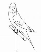 Coloring Parakeet Pages Budgie Draw Bird Getdrawings Getcolorings Printable Choose Board Drawing sketch template