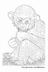 Chimpanzee Vicoms sketch template