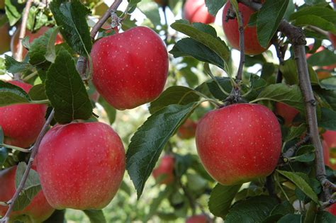 apple trees produced  waimea nurseries   varieties classic kiwi classic