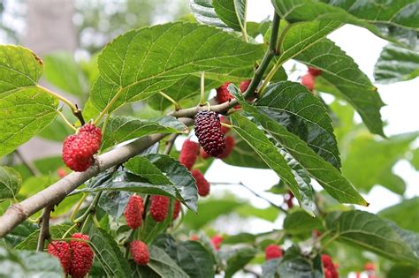 grow care mulberry trees  benefits  mulberries techbeloved