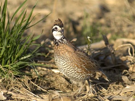 bobwhite quail     endure mississippi state university
