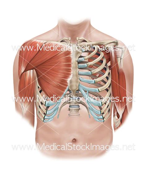 superficial  deep muscles   shoulder  rib cage medical