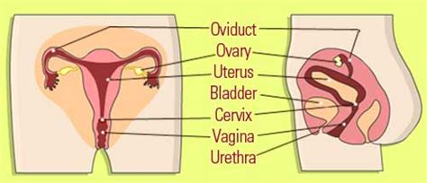What Is The Function Of Oviduct And Uterus Science How Do