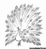 Ausmalbilder Pfau Ausmalbild Ausmalen Vogel Ausdrucken Malvorlagen Erwachsene Bird Pfauenfeder Ausmalbildertv Zeichnung Besuchen sketch template