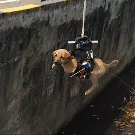 delhi engineer saves dog  customized drone industry tap