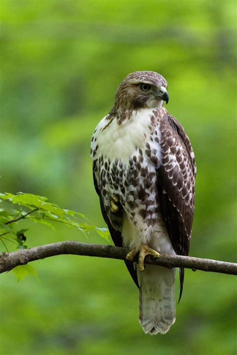 Hawks In North Carolina 8 Species With Pictures Wild Bird World