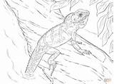 Dragon Coloring Pages Water Chinese Realistic Lizard Drawing Printable Dot 900px 03kb 1200 Drawings sketch template