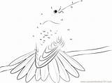 Hummingbird Connect Dots Rufous Tailed Worksheet Dot Kids sketch template