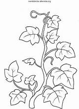 Vine Coloring Pages Branches Drawing Leaves Ivy Flower Vines Sheets Book Pattern Leaf Bible Result Minimalist Google Au Adult sketch template
