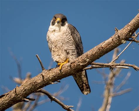 peregrine falcons  thriving  southeast michigan michigan radio