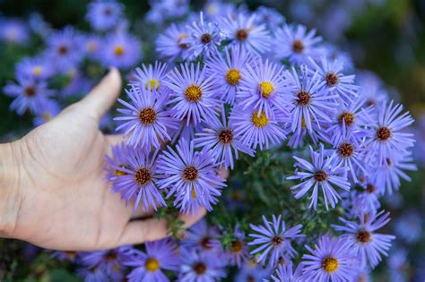 growing aster     plant pretty aster flowers