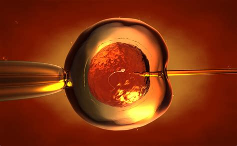 vitro fertilization  embryo transfer embryo transfer  pregnancy