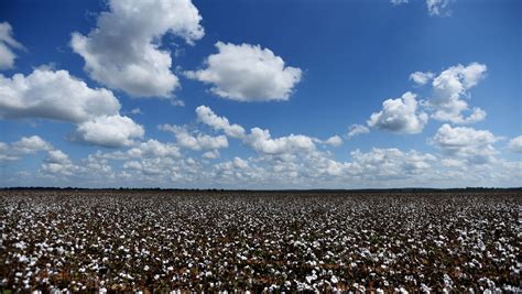 experience cotton fields small town charm  heritage festival