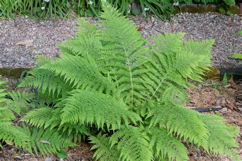 lady ferns plant care growing guide