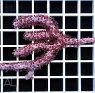 Afbeeldingsresultaten voor Plexaurella nutans Orde. Grootte: 189 x 185. Bron: www.coral.zone