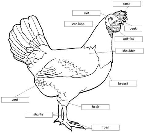 chicken diagram google search school pinterest  chicken  chicken  body parts