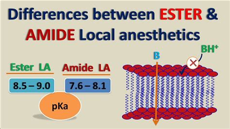 ester  amide local anesthetics   differ youtube