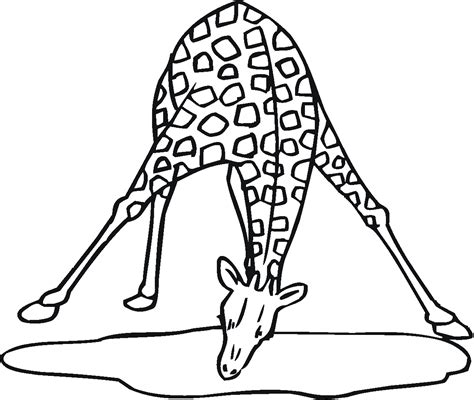 cute coloring pages  giraffes coloring home