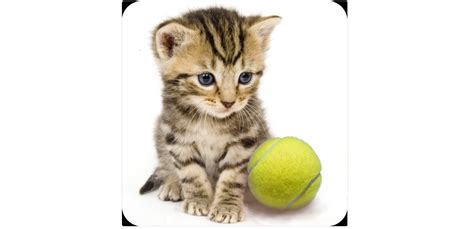 Daily Deal Kitten And Tennis Ball Avatar Is Free On Us