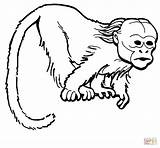 Monkey Uakari Coloring Pages Clipart Curious Adults Printable Colorings Drawing Color Bald Baby Clipground Mandrill Supercoloring Categories sketch template