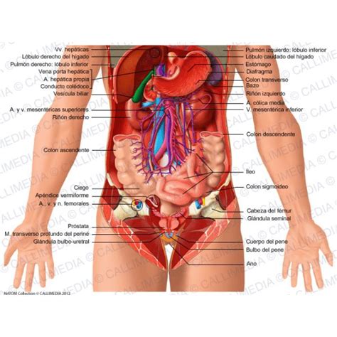 Anatomía De Superficie Del Abdomen Abdomen Cavidades