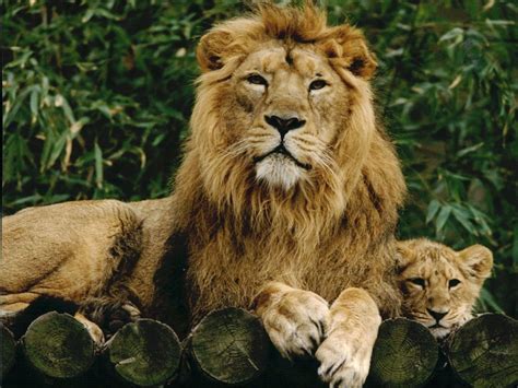london zoo  increase pride  asiatic lions  fund conservation work  india  save