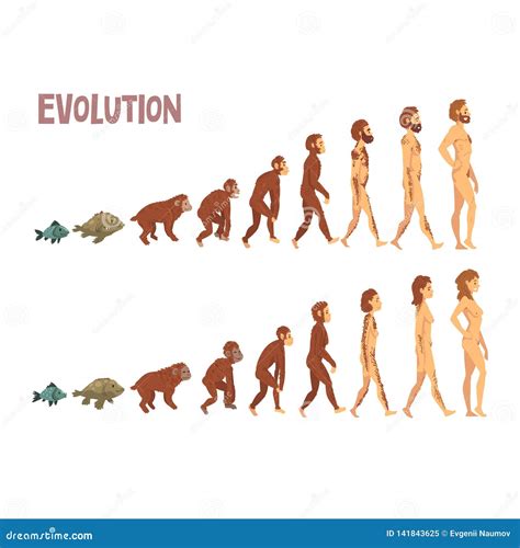 Biology Human Evolution Stages Evolutionary Process Of Man And Woman
