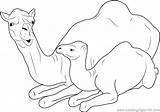 Camel Sitting Baby Coloring Mother Coloringpages101 Printable sketch template