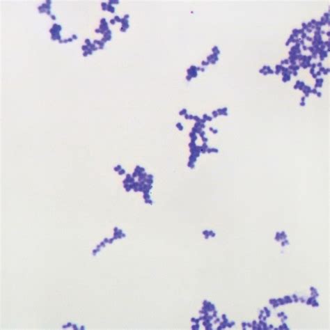 Gram Positive Coccus Slide W M Gram Stain