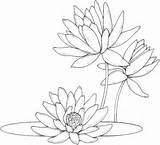 Seerosen Supercoloring Lily Colorare sketch template