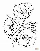 Poppy Coloring Pages Flowers Print Shell Rain sketch template