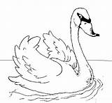 Cisne Cygne Cigno Colorare Pato Coloriages Acolore sketch template
