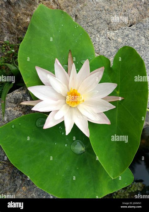 white lotus stock photo alamy