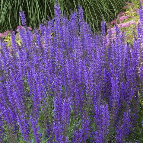 Blue Hill Salvia Plants For Sale Wood Sage Free Shipping