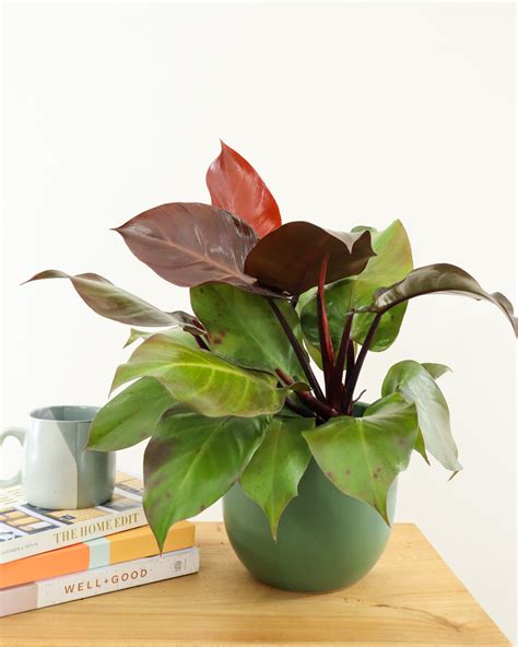 philodendron mccolleys finale plantvine