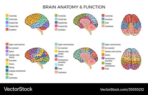 brain anatomy functions composition royalty  vector